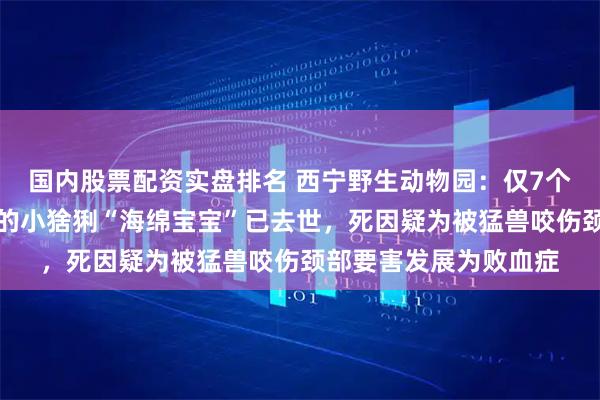 国内股票配资实盘排名 西宁野生动物园：仅7个月大、被快递员救下的小猞猁“海绵宝宝”已去世，死因疑为被猛兽咬伤颈部要害发展为败血症